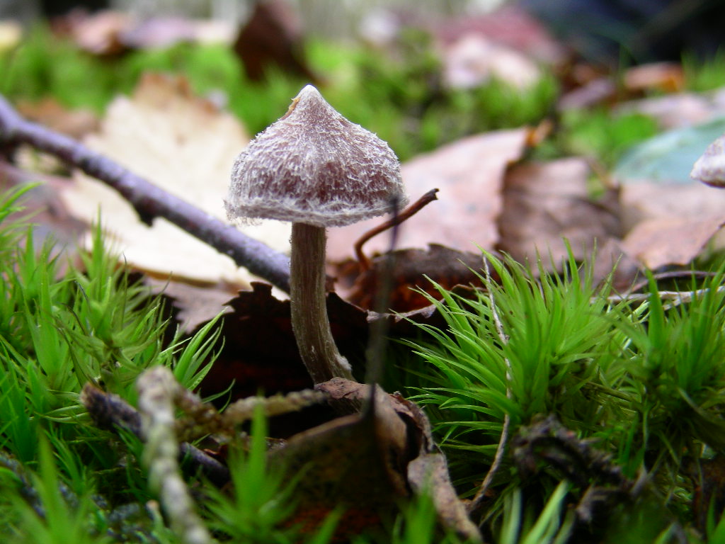 Che bel ... cappello !!!